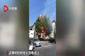 美国居民门前一棵大树触电着火 发出恐怖电流声图片