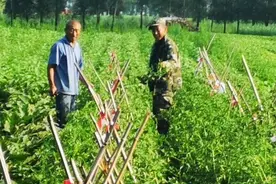 黑龙江：村民小院打造有机蔬菜种植基地图片