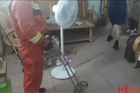 一觉醒来，脚边竟盘着一条蛇！消防及时赶到抓获图片