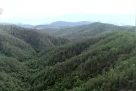 生物多样性｜不足600只！绿孔雀珍稀程度远超大熊猫图片