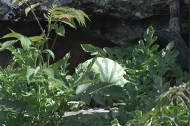 桂阳：荒山长出“致富”瓜图片