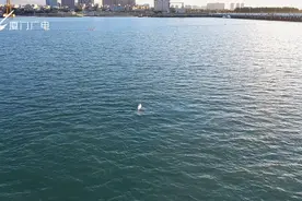 太罕见！厦门海域惊现白海豚组团出游，超震撼视频来了图片