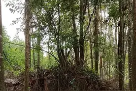 “你要是敢寻亲，我就去死”图片