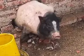 猪圈因线路老化着火 唯一幸存小猪满满的求生欲图片