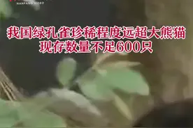南方视频 | 我国绿孔雀珍稀程度远超大熊猫，现存数量不足600只视频封面
