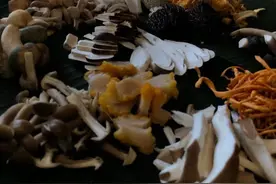 彩云天云南餐厅推出“寻鲜滇味”食菌季限定菜单图片