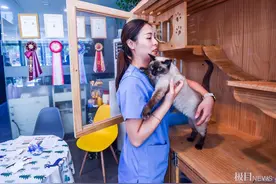 宠物寄养一房难求，“它经济”催热暑期宠物酒店市场图片