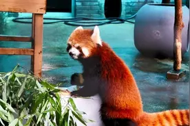 武汉动物园：小熊猫吃上冰镇苹果，黑熊吃上冰镇西瓜图片
