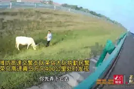 果然视频｜看青草长得茂盛，高速边偷偷溜进五头牛图片