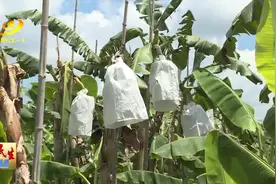 阳东区大八周亨：香蕉上市效益高图片