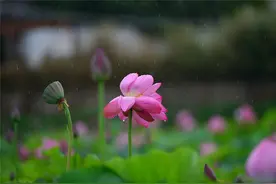 夏荷、清风、日落……夏天的美好，都藏在楚雄图片