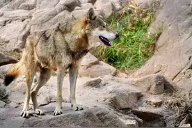 科普 | 消失的犬科动物——狼图片