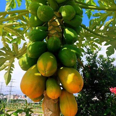 木瓜椰子煲花胶汤 2026年木瓜椰子煲花胶汤的做法