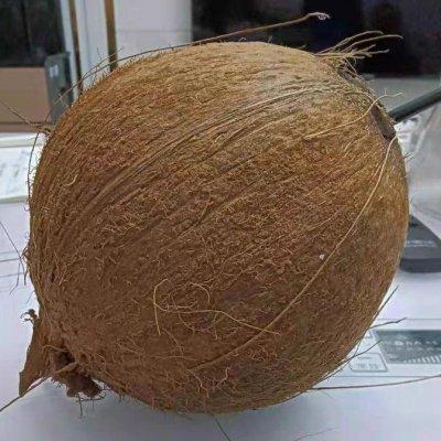 花胶椰青肉鸡汤的做法大全 2026年花胶椰青肉鸡汤的做法大全视频