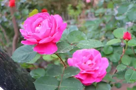 国学成语故事（30）：人才成名的另类模式之一鸣惊人图片