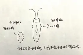 你家里要是发现了南方蟑螂 可能是跟着快递盒过来的图片