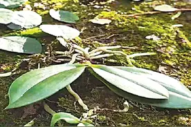 安徽发现国家级极小种群珍稀物种象鼻兰图片