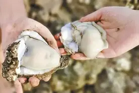 别在这儿捡生蚝，真使不得！或涉嫌违法→图片
