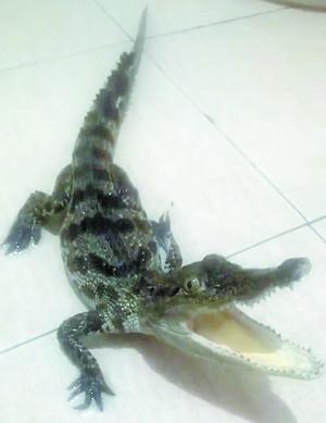 泰鳄哪里有卖（违规网购宠物鳄鱼有哪些风险厦门业内人士提醒）