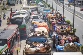 孟加拉国达卡迎来宰牲节 动物被运到市场出售图片