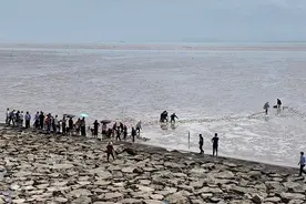 营救瓜头鲸：巨兽横海岸后的40小时图片