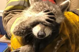 野生浣熊因找食物迷路 被救助后用爪子捂脸似掩饰尴尬图片