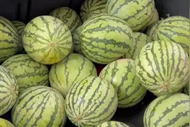 甜！高校给暑期留校考研学生送西瓜解暑视频封面
