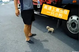 果然视频｜高速停车给小狗喂水，司机的回答让交警苦笑不得图片