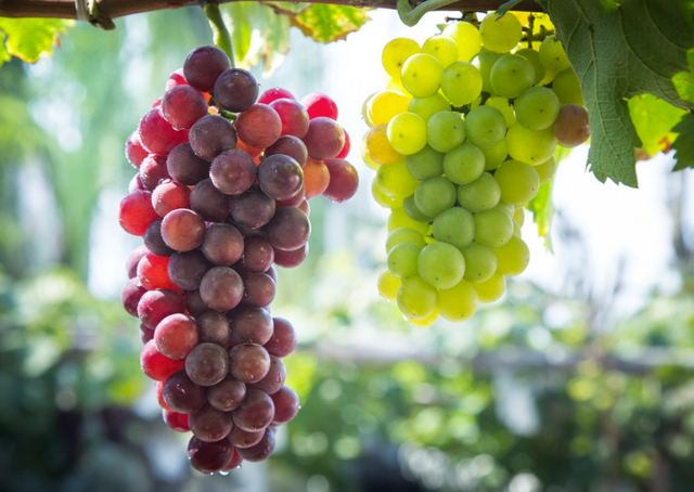 入伏多吃这3种酸味水果,生津解渴清热消暑