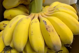 苹果蕉不是香蕉？绿通争议背后应协调各方利益图片