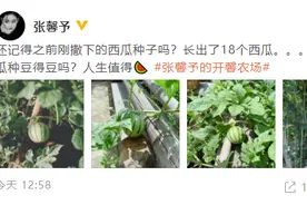 别人吃瓜她种瓜！张馨予晒自己种的18个西瓜 坦言：每天摸个遍图片