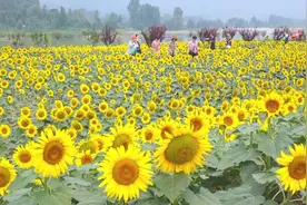 潍坊临朐：百亩向日葵惊艳绽放 金色花海惹人“醉”图片