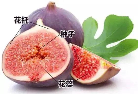 无花果食用正当时,无花果缓解痔疮偏方(无花果可以治痔疮吗) - 冷求网
