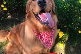 “宠物托运”机构空运改陆运致金毛犬死亡 航司高温天不承运、偷偷改货车是“猫腻”图片