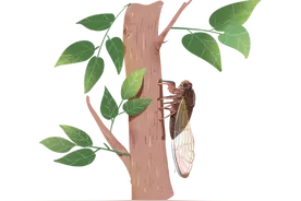 吃了一只油炸知了，杭州8岁男孩差点休克！吃货们注意了，四类人不宜食用图片