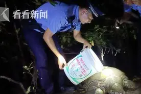 心疼！三亚红树林惊现200斤患病海龟，身体虚弱无法爬行……图片