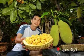 菠萝蜜飘出榴莲味图片