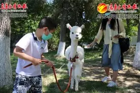 乌鲁木齐市植物园萌宠乐园开放啦~羊驼、柯尔鸭……“萌宠”一夏图片