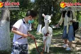 乌鲁木齐市植物园萌宠乐园开放啦~羊驼、柯尔鸭……“萌宠”一夏图片