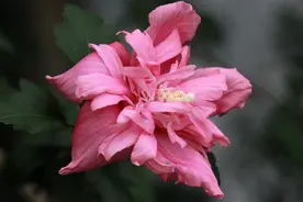 江苏南通：盛夏时节 木槿花开芬芳四溢图片