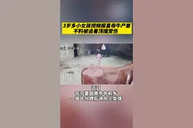 惊魂一幕！母牛分娩后突然发狂，冲向四岁小女孩……图片