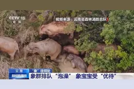 天气太热啦！云南野象群排队进“澡堂”图片