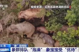 天气太热啦！云南野象群排队进“澡堂”图片