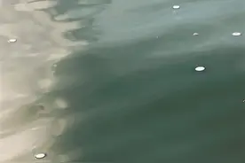 大量银币水母现身深圳东部海域！专家：有毒，不要触碰图片