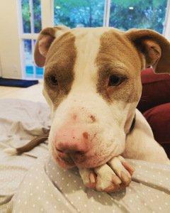 蒂尔达·斯文顿爱犬荣获金棕榈狗大奖