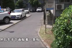 杭州一对母女俩先后被流浪狗咬伤，医生发出提醒图片