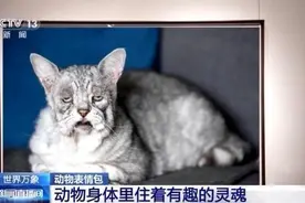 动物界的超萌表情包，快来收藏图片