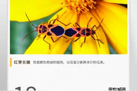 湖湘自然历丨夏日昆虫记⑫打屁虫到底打不打屁图片