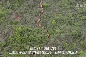 小小水塘承受太多！象群排队洗澡画面火了图片