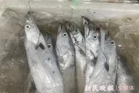 夏令热线丨洗带鱼成了“拆炸弹”，挂着鱼钩的带鱼真的是海钓上来的吗？图片